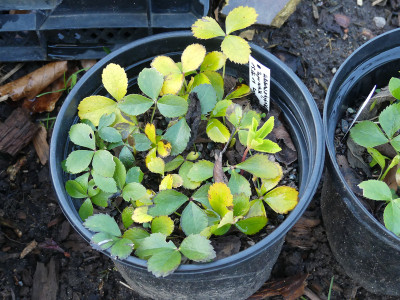 2021-03-14 Helleborus x hybridus 9.jpg