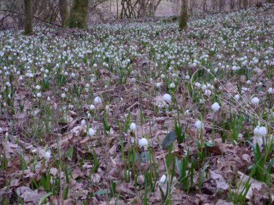leucojum 21 aufsees.jpg