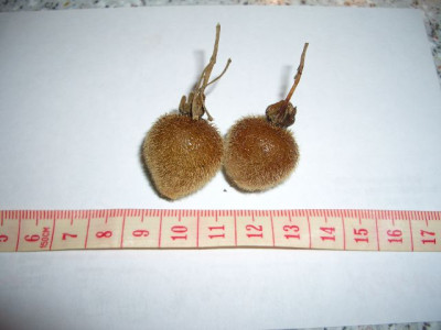 k-CIMG4234_kiwis.JPG