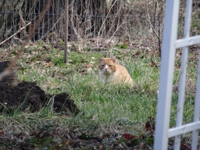 kater01.jpg