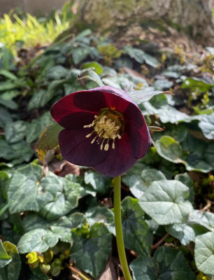 helleborus-dunkel_ginkgo.jpeg