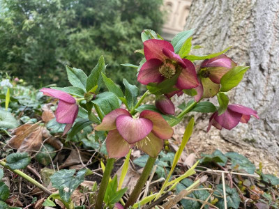 helleborus-mystery-saemling_ginkgo.jpeg
