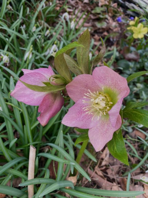 helleborus-rosa-minispots_ginkgo.jpeg
