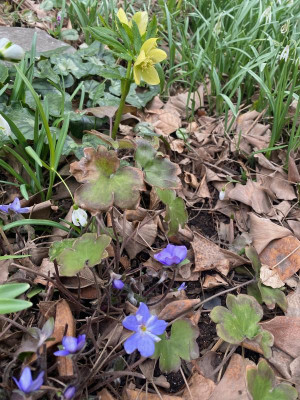 helleborus-gelb_hepatica_ginkgo.jpeg