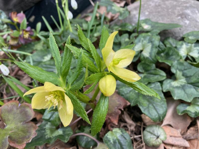 helleborus-gelb-klein_ginkgo.jpeg