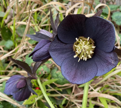 helleborus-blue-diamond_nandina.jpeg