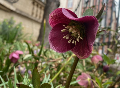 helleborus-rot-heller-saum_vg.jpeg
