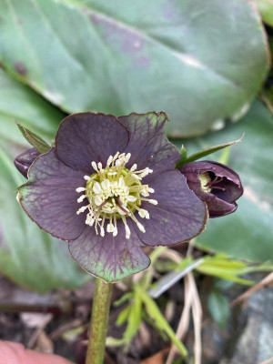 helleborus-gruen-schwarz.jpeg