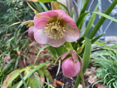 helleborus_hell-pink_vg.jpeg