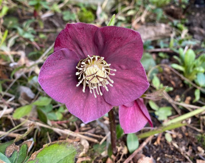 helleborus-plum-rund.jpeg