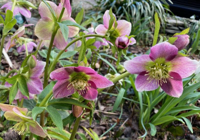 helleborus-rosa-gruen.jpeg