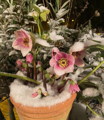 heleborus-mme-lemonnier_schnee-17.1.21.jpeg