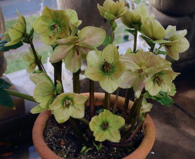 helleborus-mm-lemonnier-verblueht.jpeg