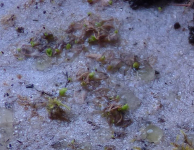 pinguicula 2021.jpg