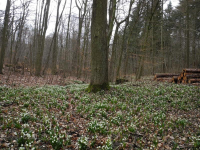 Oderwald 2017-03-10 (3).jpg