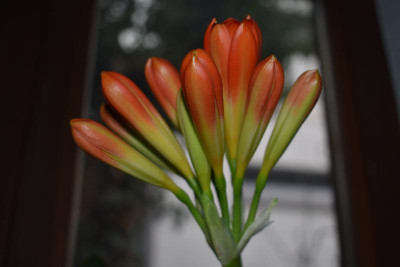 clivia 003.JPG