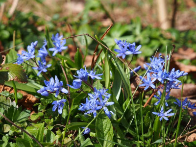 Scilla bifolia Tuff P3110070.JPG