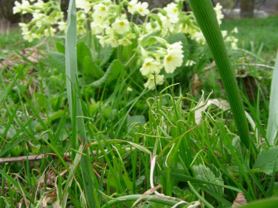 Scilla bifolia Sämlinge DSCN5590.JPG