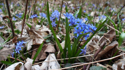 großes Scilla bifolia P3130078.JPG