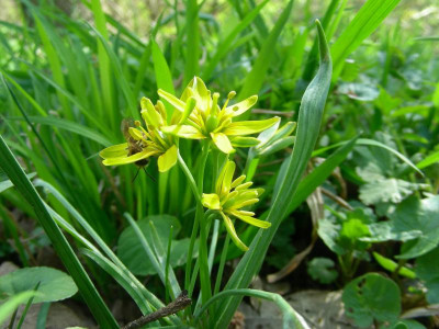 Gagea lutea DSCN9746.JPG