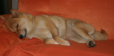 IMG_3297_shiba.JPG