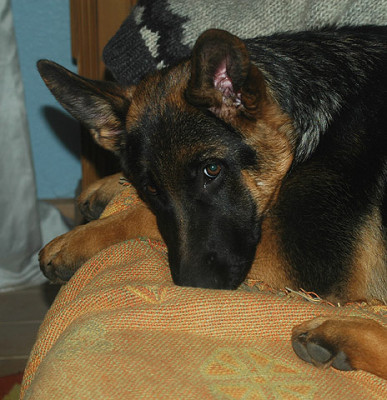 Aatira5766.jpg