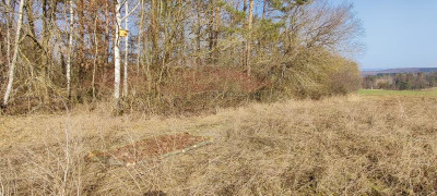 Beet in der Blühwiese.jpg