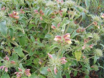 Phlomis1.jpg