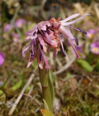 Heloniopsis tubiflora21.jpg