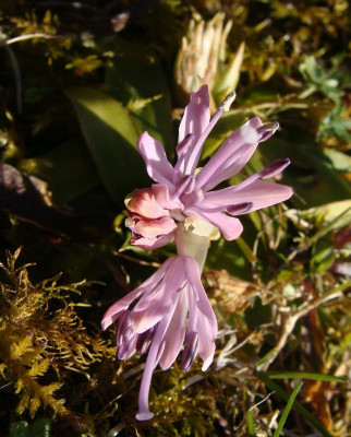 Heloniopsis japonica21.jpg