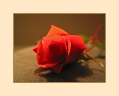 LETZTE_ROSE_II_07.jpg