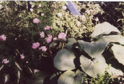 Blush_Hip_und_sieboldana_elegans.jpg