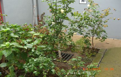 k-CIMG0262_raucher_rose.JPG
