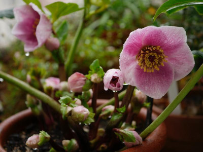 helleborus_mme-lemonnier_12-20.jpeg