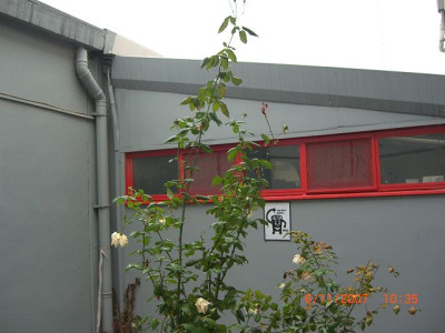 k-CIMG0264_rauch.rose.JPG