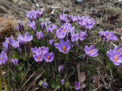 Crocus minimus 'Spring Beauty' 210318 k.jpg