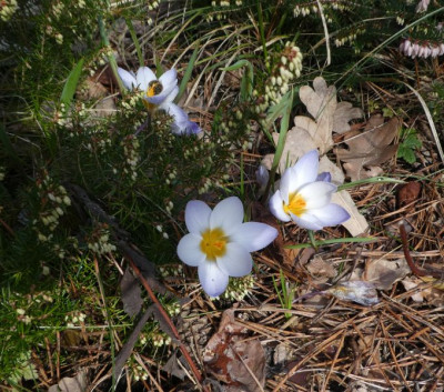 Crocus chrysanthus 'Blue Pearl' 210318 k.jpg