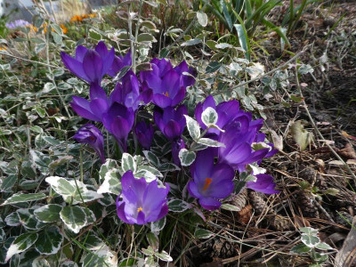 crocus blau 210318 k.jpg