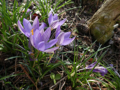 Crocus chrysanthus 'Ard Schenk' 210318 k.jpg