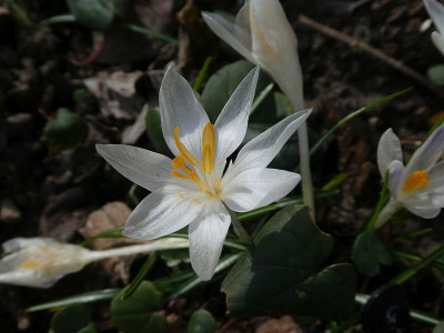 Crocus tommasinianus albus 210318 k.jpg