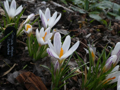 Crocus versicolor picturatus 210318 k.jpg