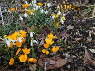 crocus und Galanthus 210318k.jpg