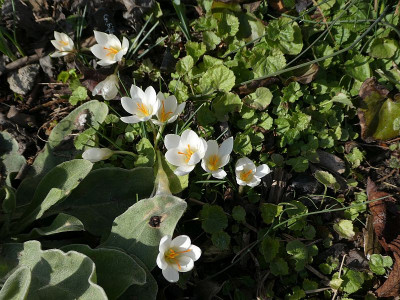 Crocus biflorus ssp weldenii 210318k.jpg