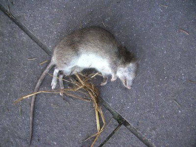 Katzenbeute.jpg