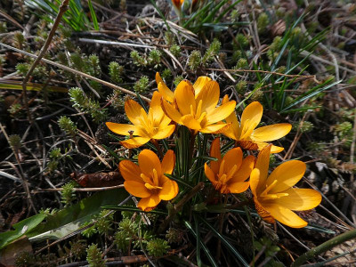 Crocus olivieri ssp balaense 'Orange Monarch' 210318 k.jpg