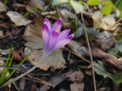 Crocus tommasinianus neu 210318 k.jpg