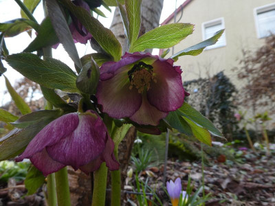 Helleborus 1 210318 k.jpg