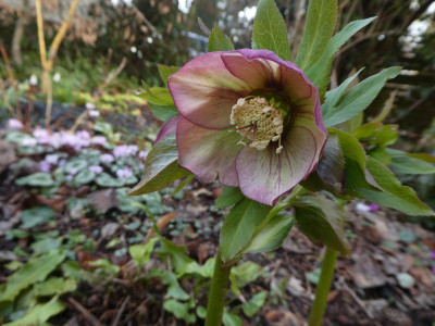 Helleborus 2 210318 k.jpg