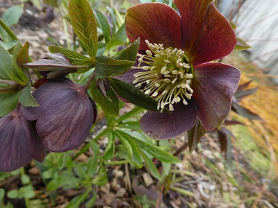 Helleborus 3 210318 k.jpg