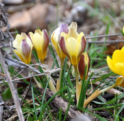 unbekannter Krokus.jpg